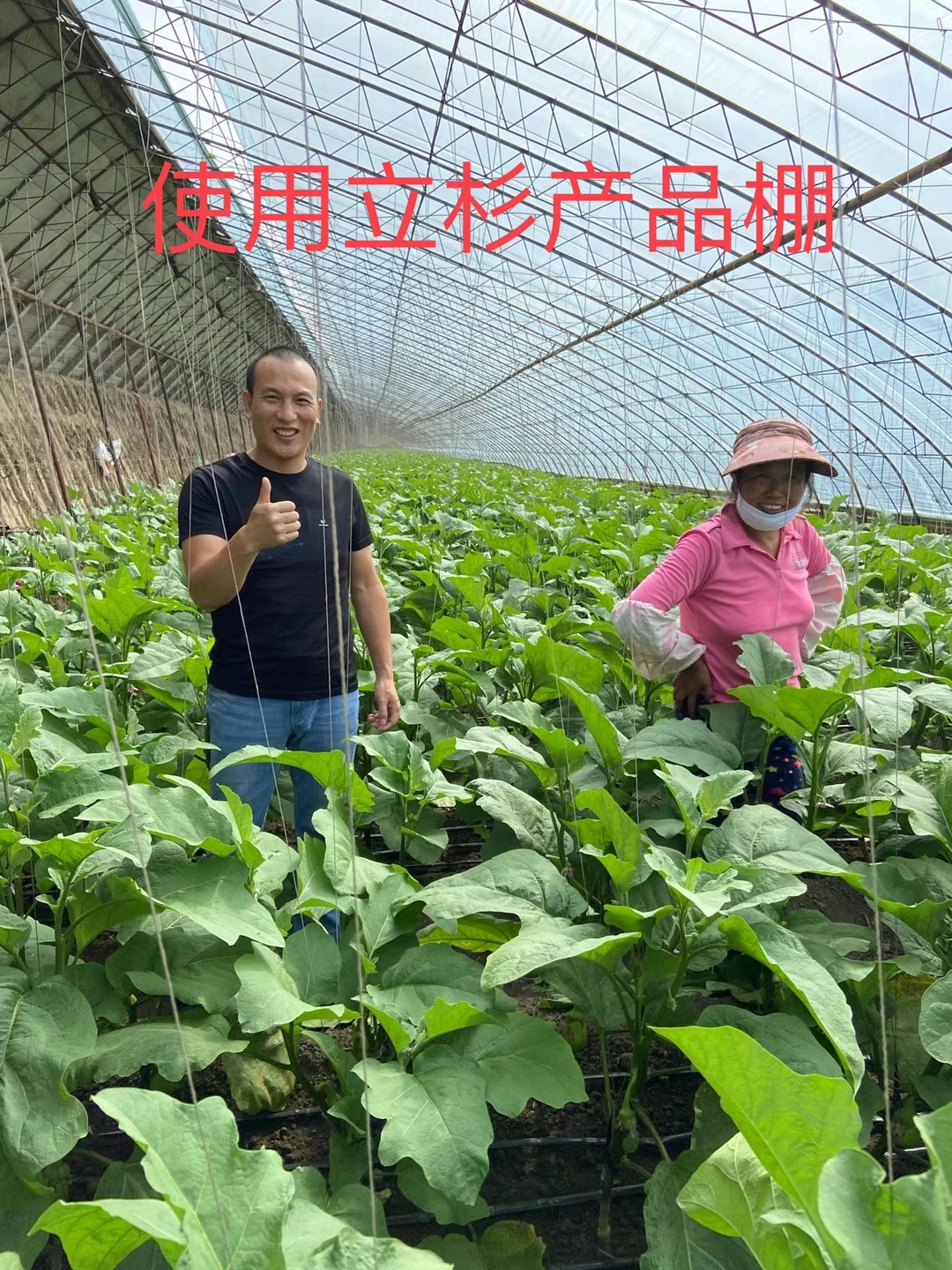 <a href=http://www.aguoyuan.com target=_blank class=infotextkey>上海立杉</a>水溶肥在北方暖棚茄子上的效果反饋2