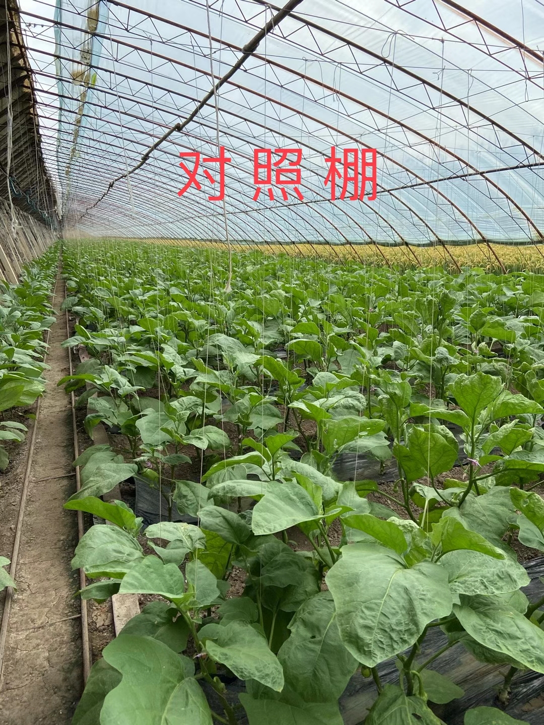 <a href=http://www.aguoyuan.com target=_blank class=infotextkey>上海立杉</a>水溶肥在北方暖棚茄子上的效果反饋3