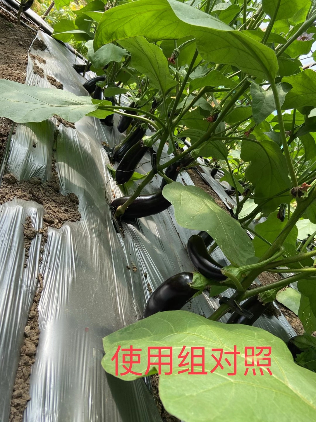 <a href=http://www.aguoyuan.com target=_blank class=infotextkey>上海立杉</a>水溶肥在北方暖棚茄子上的效果反饋5