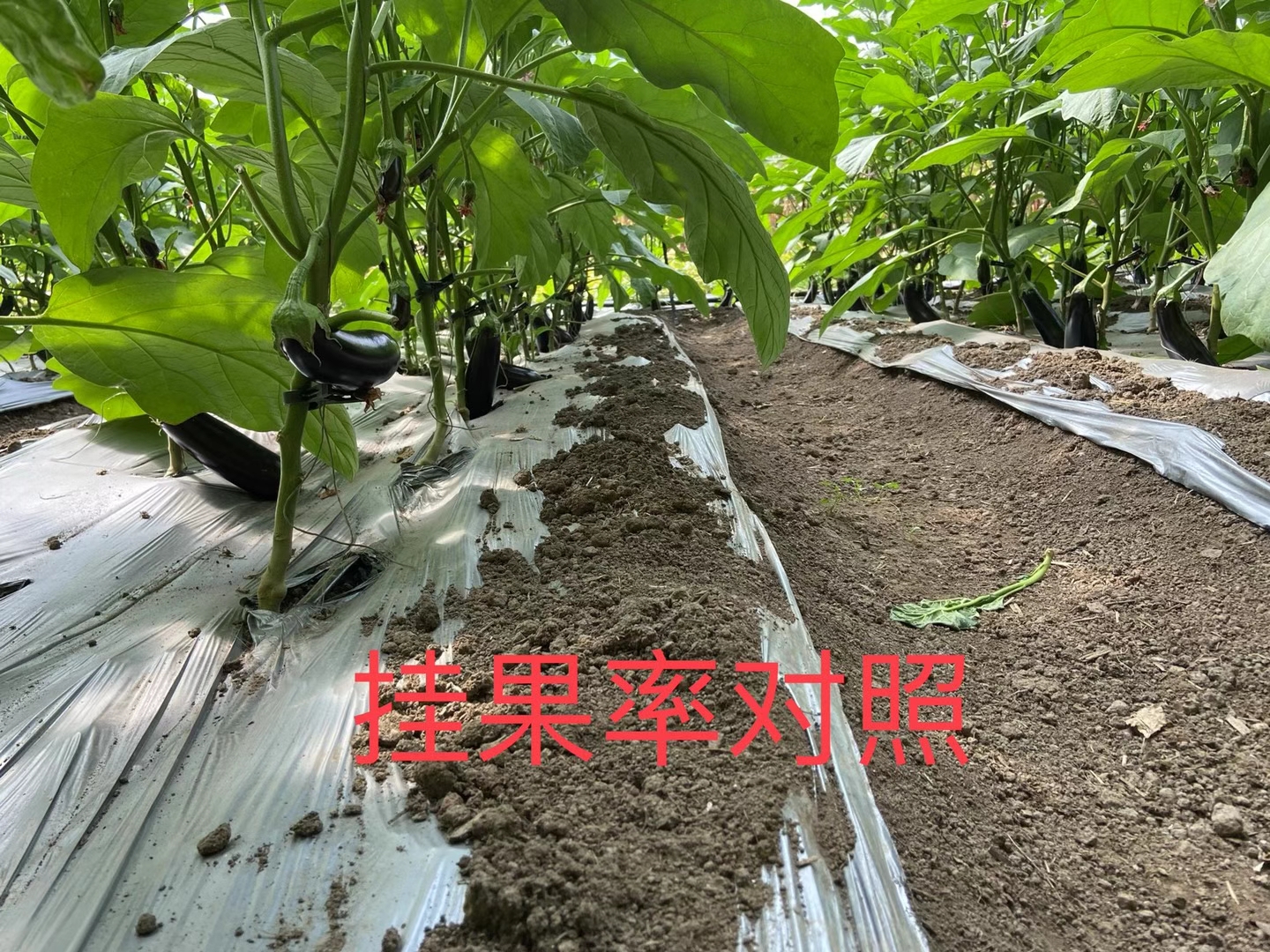 <a href=http://www.aguoyuan.com target=_blank class=infotextkey>上海立杉</a>水溶肥在北方暖棚茄子上的效果反饋4