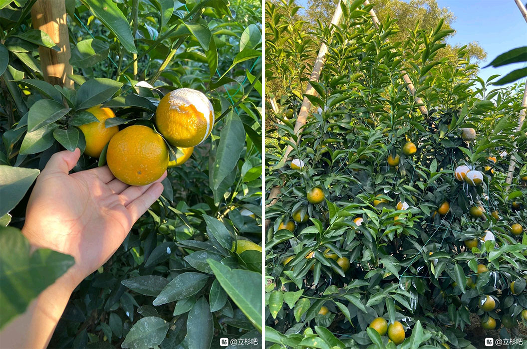 立杉炭基肥在柑橘上的應用效果3